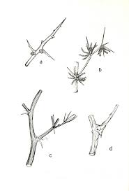 Image result for Asparagus minutiflorus