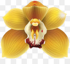 The majority of these plants are epiphytic and live suspended from a tree or cliff with minimal soil. Orchid Tree Png And Orchid Tree Transparent Clipart Free Download Cleanpng Kisspng