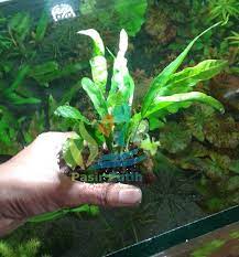 We would like to show you a description here but the site won't allow us. Jual Tanaman Aquascape Microsorum Java Fern Kadaka Di Lapak Pasir Putih Aquascape Bukalapak
