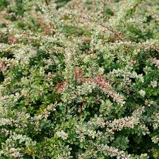 Image result for Berberis