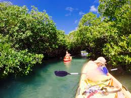 Kajakken En Snorkelen Door De Mangroves Van Bonaire Reis Mee Met Sandra
