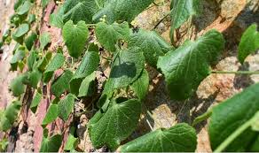 Image result for Zehneria minutiflora