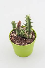 Image result for Orbea carnosa