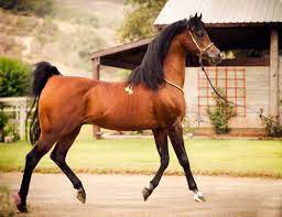 jullyen el jamaal the passing of a legend slo horse news horses beautiful horses beautiful arabian horses