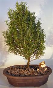 Image result for rosemary bonsai
