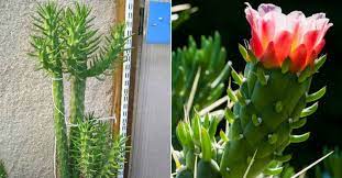 No, cactus spines are not poisonous. Austrocylindropuntia Subulata Eve S Needle Cactus World Of Succulents