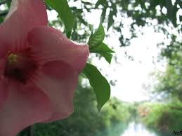 假日愉快| 卓蘭大峽谷| Nell（你喔~） | Flickr