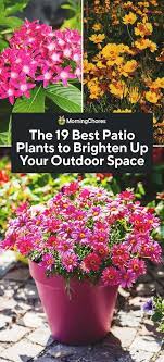 The 19 Best Patio Plants To Brighten Up Your Outdoor Space In 2020 Potted Plants Outdoor Potted Plants Patio Patio Plants