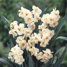 Double Daffodil Sir Winston Churchill From Evelyn M Spring Of 2017 Daffodils Bulb Flowers Showy Flowers