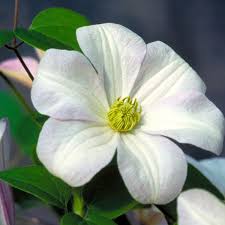 If left unpruned, clematis can turn into a mass of tangled stems with bare base and flowers well above. Clematis Huldine Clearview Horticultural Products