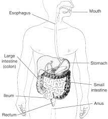 In this system, the process of digestion has many stages, the first of which starts in the mouth. The Digestive Tract With Labels Media Asset Niddk