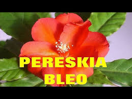 Image result for Pereskia