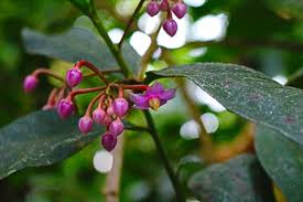 Image result for Ardisia
