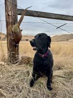 New Guy from Montana