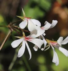 Image result for Pelargonium alchemilloides