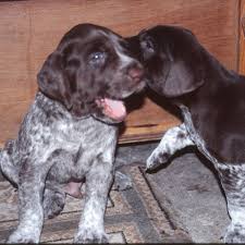 How this all came together is unclear, but the results are. Facts About The German Shorthaired Pointer Dog Breed Pethelpful