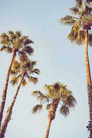 Image result for "submit" -site:wikipedia.org -site:wikimedia.org