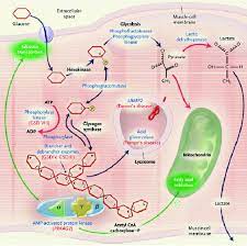 Tj Glycogen Is The Storage Form Of Carbohydrate For Virtually Every Organism From Yeast To Primates Most M What Are Carbs Biochemistry How To Increase Energy