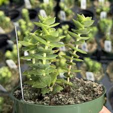 Image result for Crassula