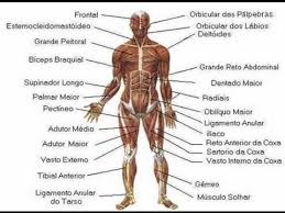 Resultado de imagen para cuerpo humano