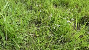 Image result for Murdannia simplex