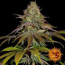 The wedding cake strain is also used to help with the symptoms of neurological conditions such as lou gehrig's disease. Wedding Cake Cannabis Seeds Barneys Farm