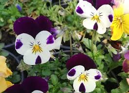 Fleurs Cherchent Debouches Pour S Epanouir Terres Et Territoires