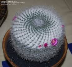 I don't know how easy it is to grow i ready it was easy but i've only had it for a day so i dont know. Plantfiles Pictures Old Lady Cactus Mammillaria Hahniana By Palmbob