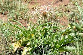 Image result for Crinum buphanoides