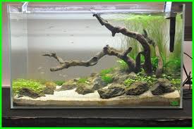 Berikut adalah beberapa cara yang bisa anda terapkan di rumah dalam membuat aquascape sederhana tanpa menggunakan co2. Cara Membuat Aquascape Untuk Pemula Murah Meriah Hewata Com