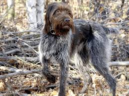 Image result for griffon korthalsův