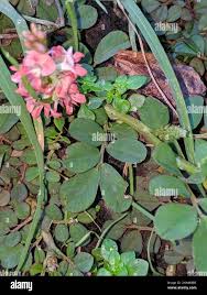 Image result for Indigofera spicata