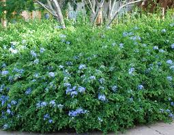 Image result for Plumbago ituriensis