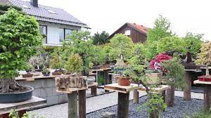There are a collection of bonsai that you can also buy. Bonsai Garden Munich Youtube