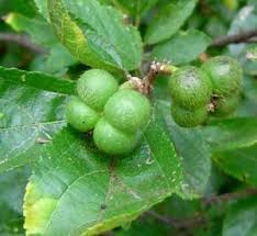 Image result for Globimetula mweroensis