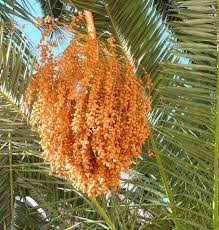 The fruit is sweet, but somewhat tart and fibrous and is often used to make jelly. Hd Wallpaper Fruits Dates Orange Palm Tree Date Palm No People Hanging Wallpaper Flare