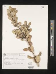 Image result for Eugenia aschersoniana