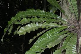 Image result for Asplenium reekmansii