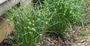 Carex Grayi Gray S Sedge Hoffman Nursery Ornamental Grasses Plants Rain Garden