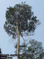 Image result for Anthonotha macrophylla