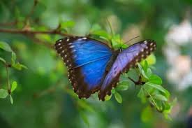 A blue butterfly in a dream can mean pure dreams coming true. Butterfly Meaning Symbolism Spirit Animal Color Meanings Uniguide