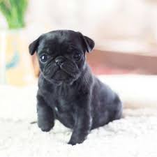 Puppies born 1st august and will be ready for their furever homes 26th september. Teacup Pug Full Grown Novocom Top