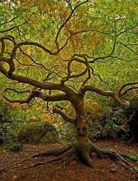 Lace Scenery Oregon Travel Nature