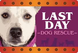 Thank You For Visiting Last Day Dog Rescue Last Day Is More Than Just A Name It Is The Situation All Of Our Dogs Were Faced With Rescue Dogs Rescue Dog