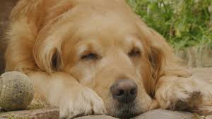 Nigel From Gardeners World Golden Retriever Dog Names Nigel