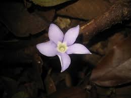 Image result for Exochaenium oliganthum