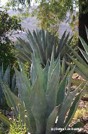 However, the term cactus refers to a particular family of plants defined by a distinctive flower pattern. Uh Oh My Agave S Blooming
