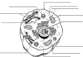 Chapter 3 Notes The Cell Cell Diagram Plant Cell Diagram Cell Structure