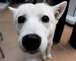Chicken meal, turkey meal, lamb meal, brown rice, white rice type: 4health Dog Food Reviews Recalls And More For 2019