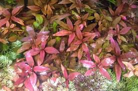 Альтернантера зубчатая (alternanthera dentata) purple knight (deep purple) raw 100 шт. Alternanthera Reineckii Aquarium Plant Care Guide